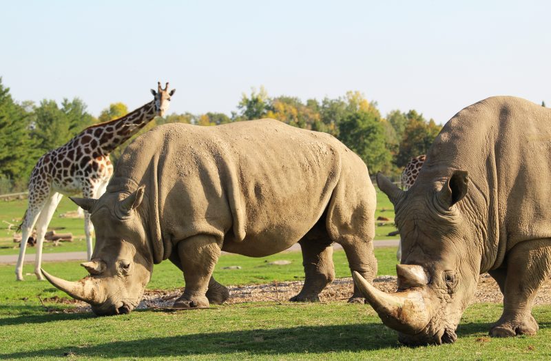 1. African Lion Safari - Hamilton, ON - wide 5